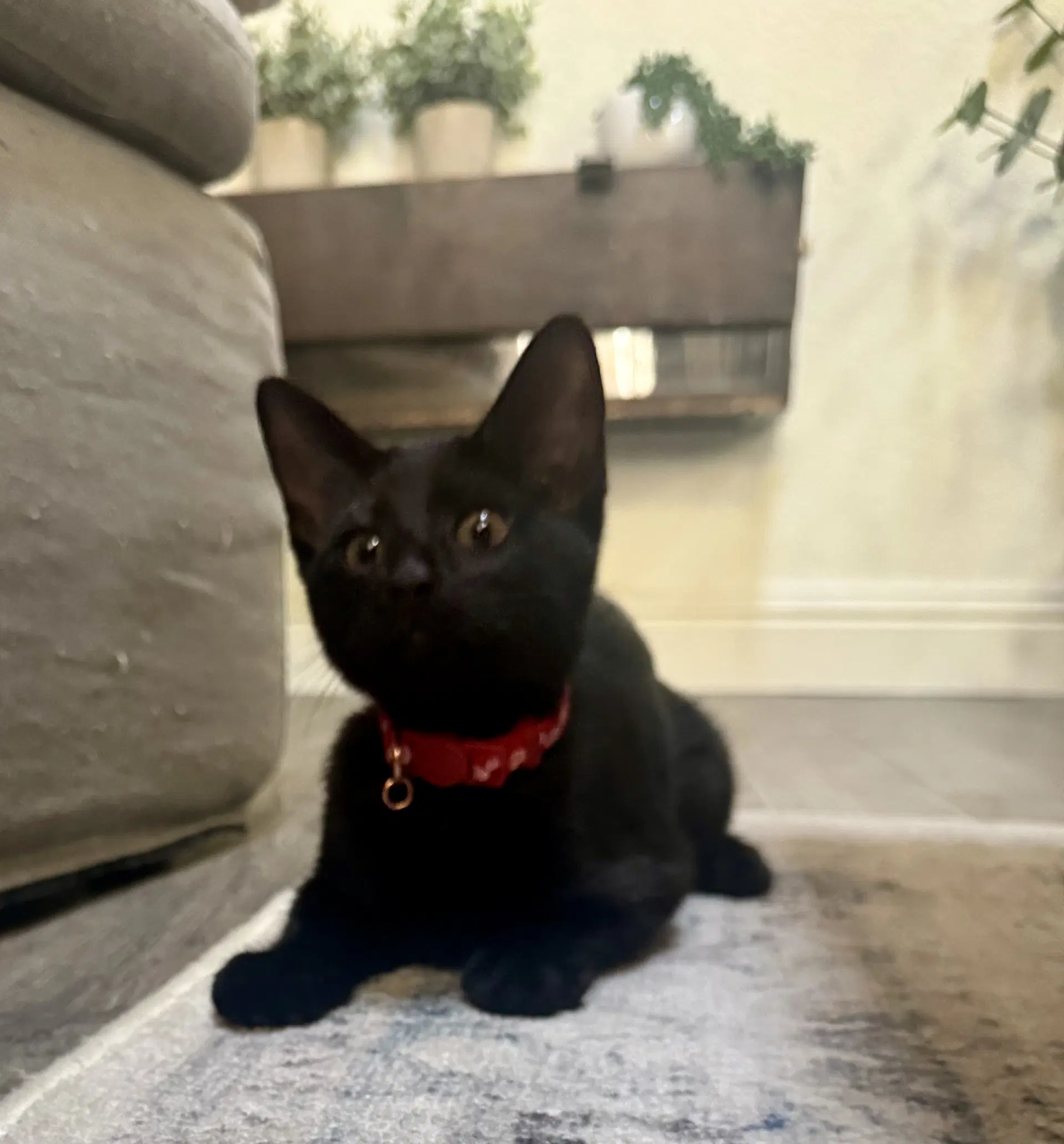 Marley - Female Kitten image 3
