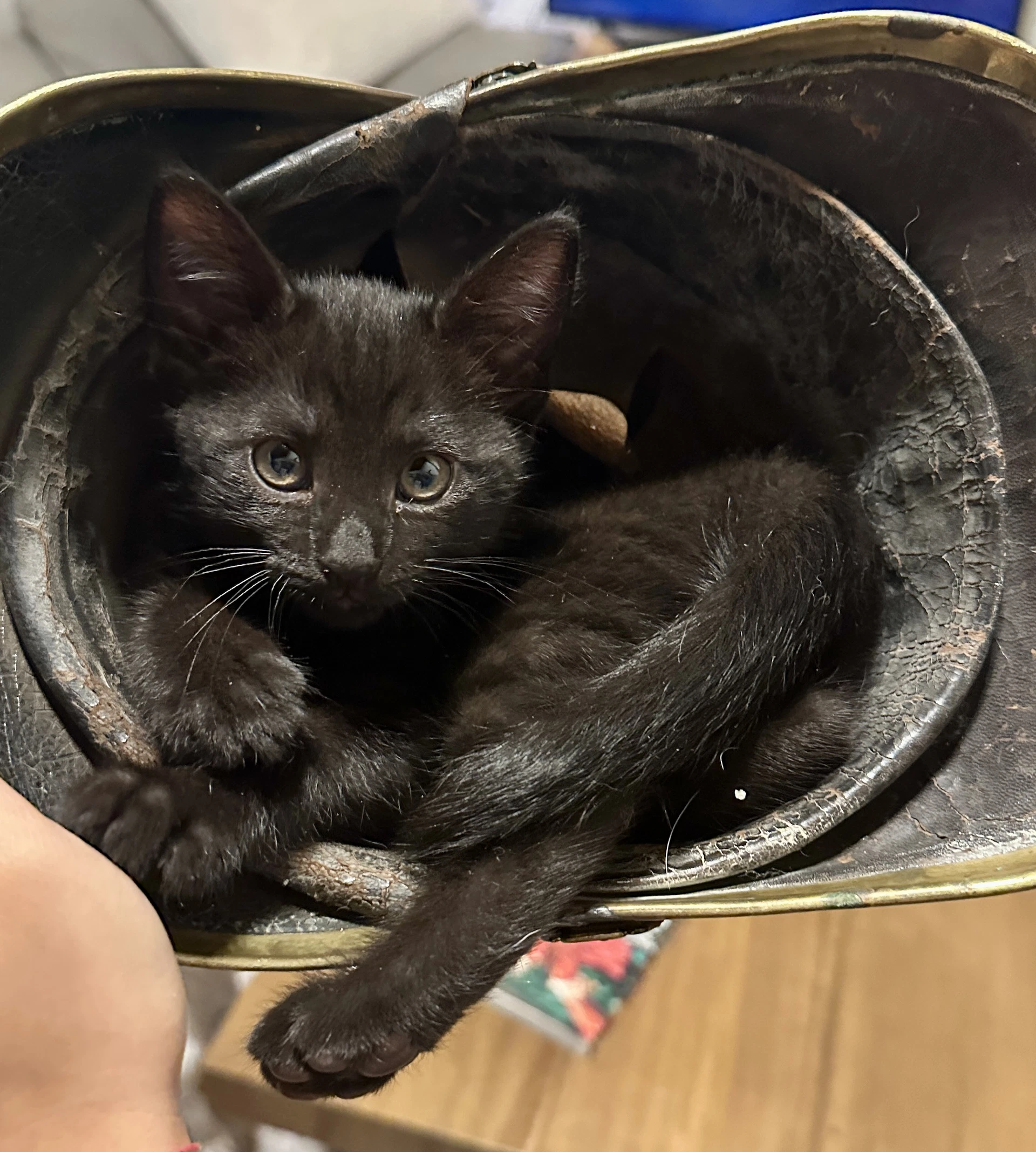 Marley - Female Kitten