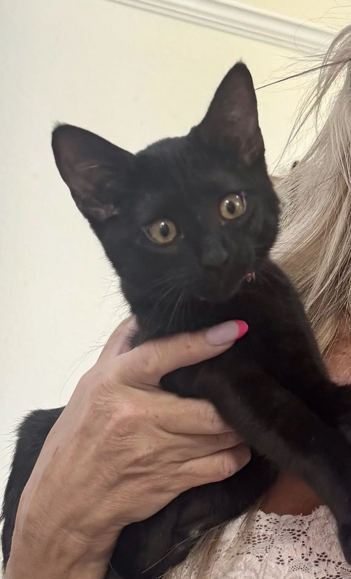 Ponyo - Female Kitten - Domestic Short Hair