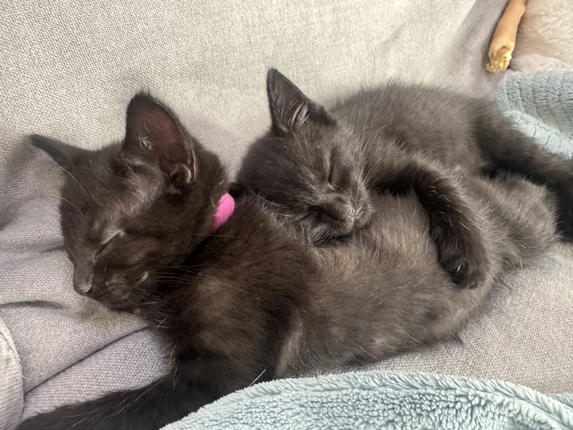 Ponyo - Female Kitten image 2