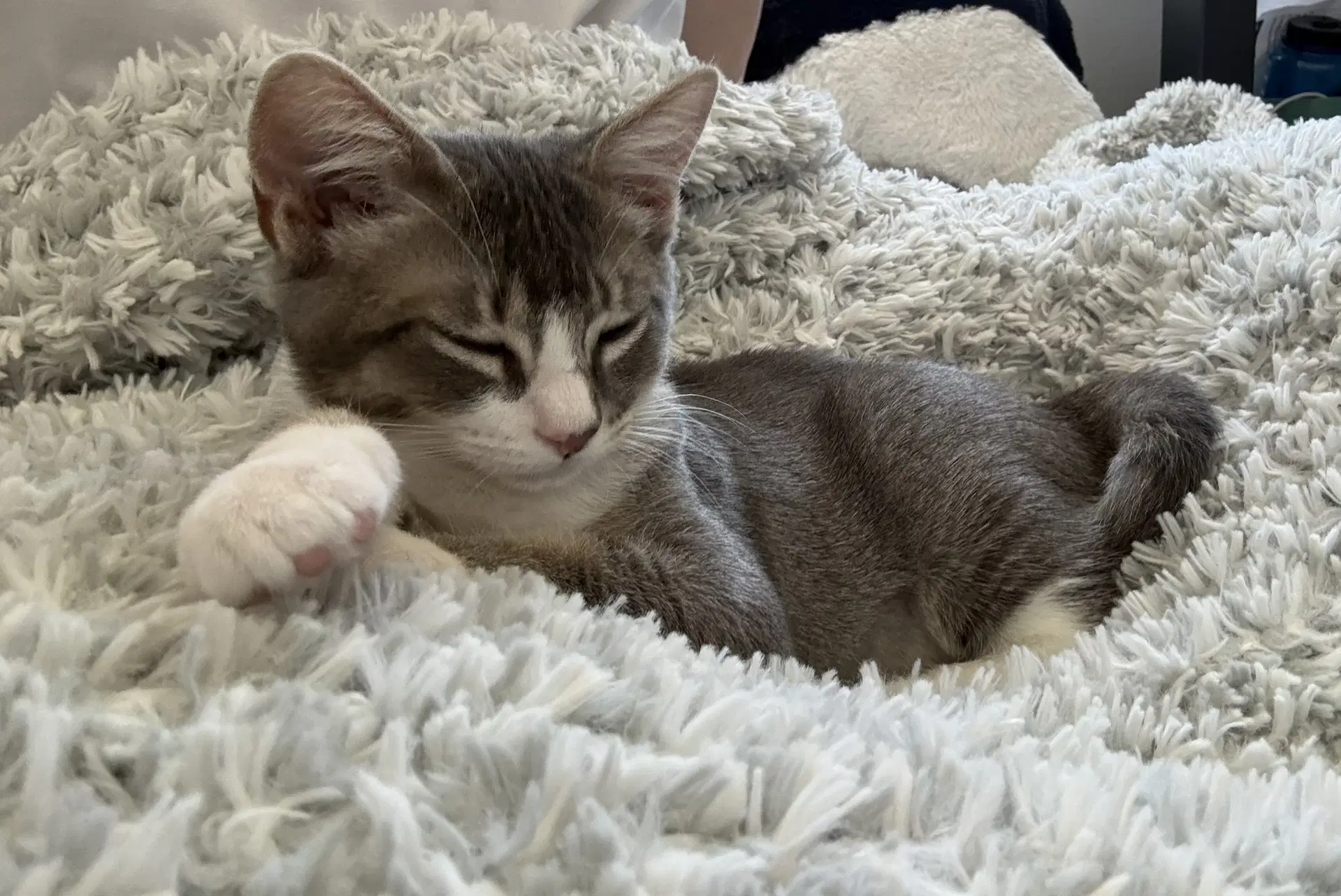 Kreacher - Male Kitten image 2