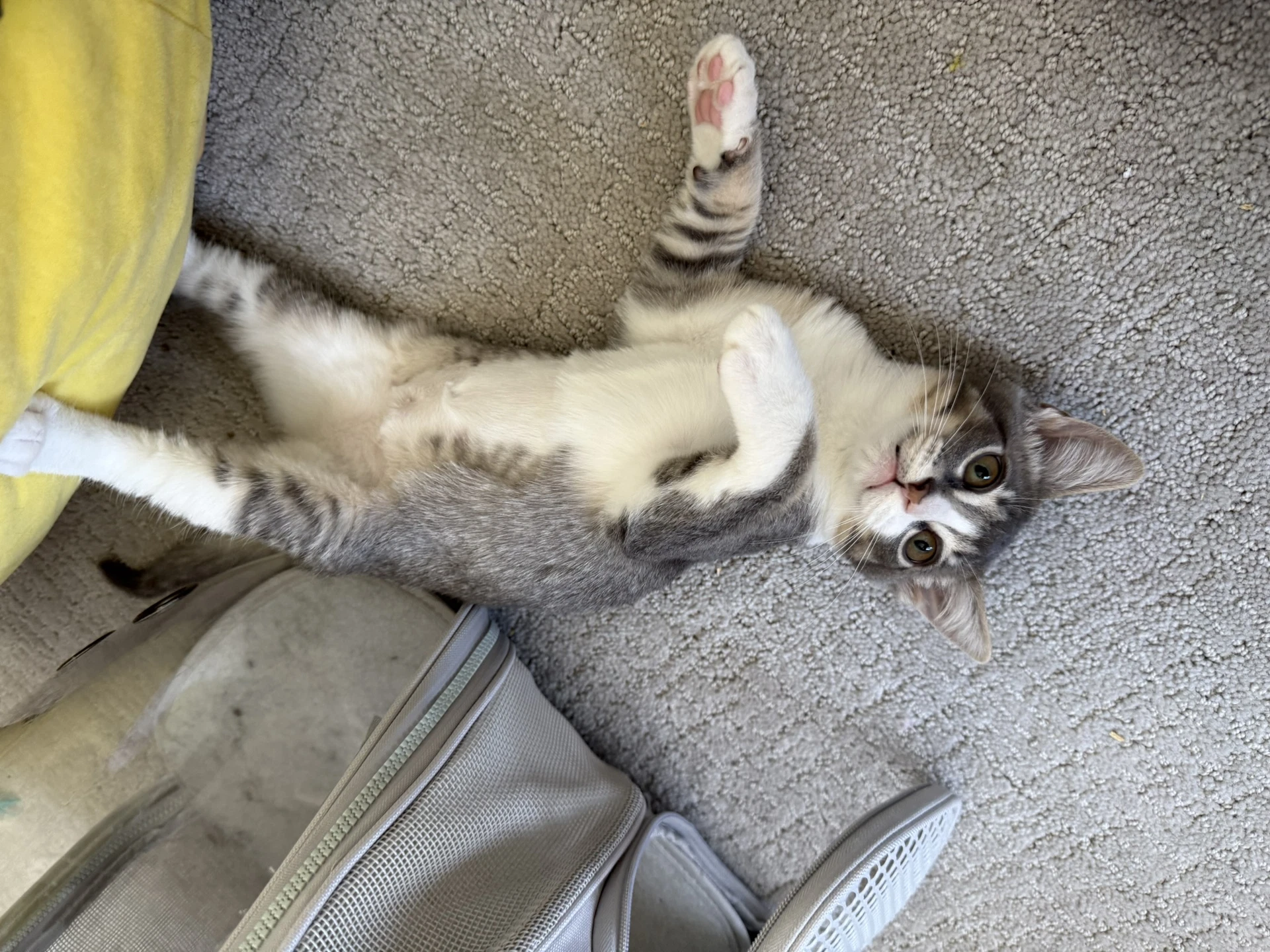 Kreacher - Male Kitten