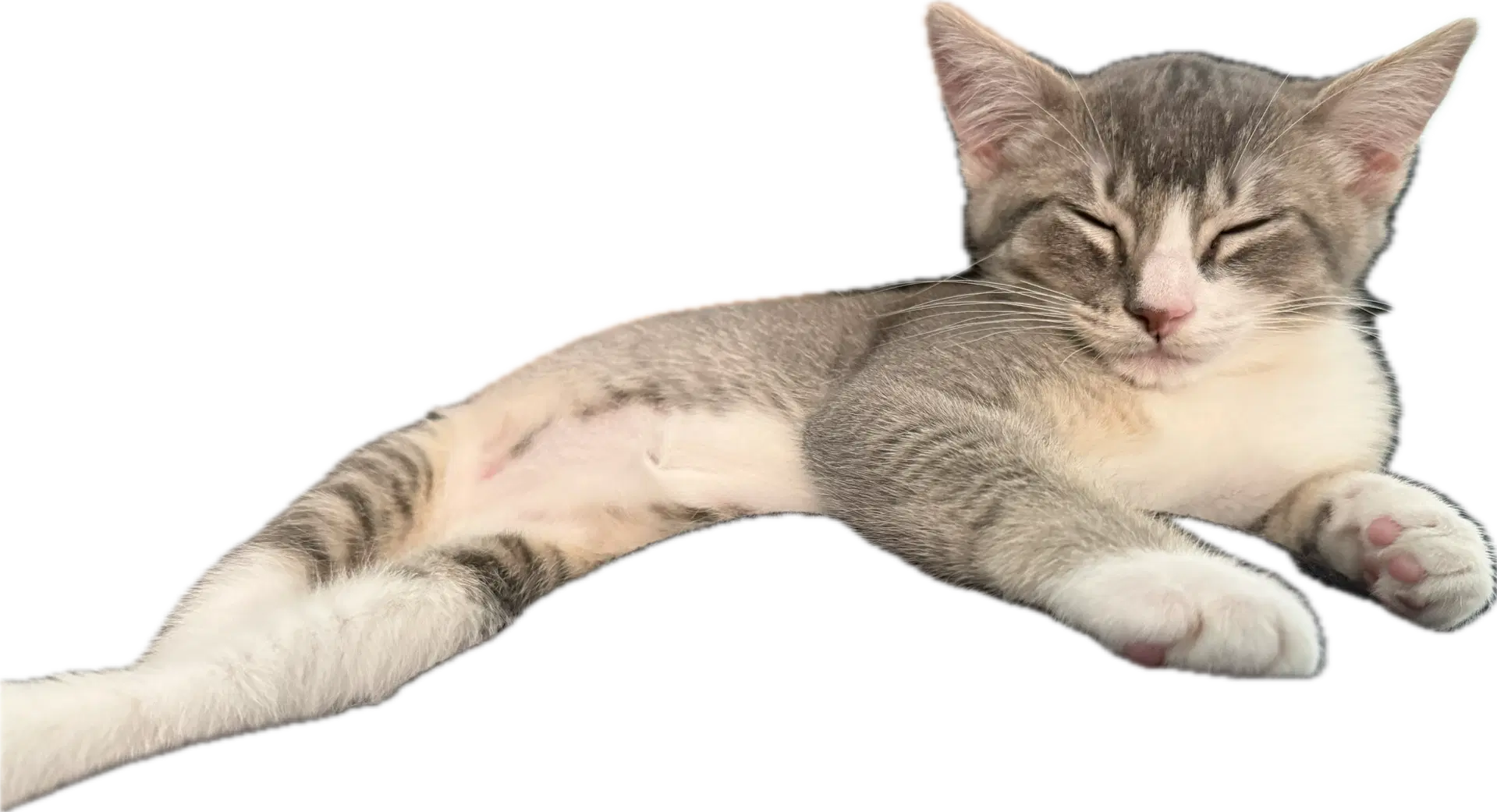 Kreacher - Male Kitten image 3