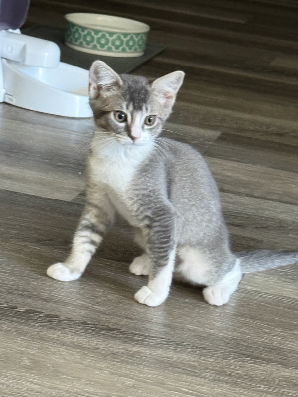 Dobby - male kitten
