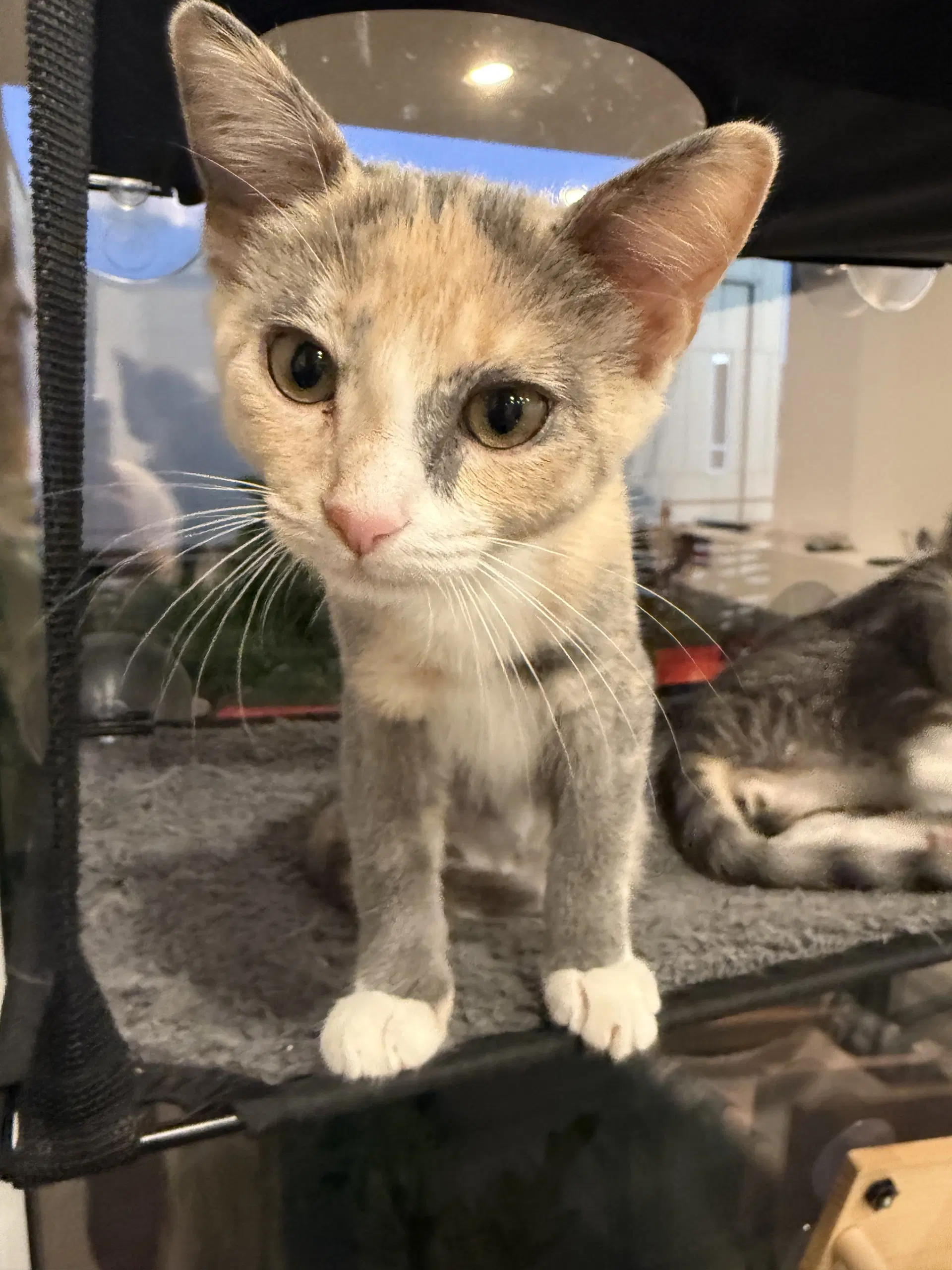 Winky - Female Kitten image 2