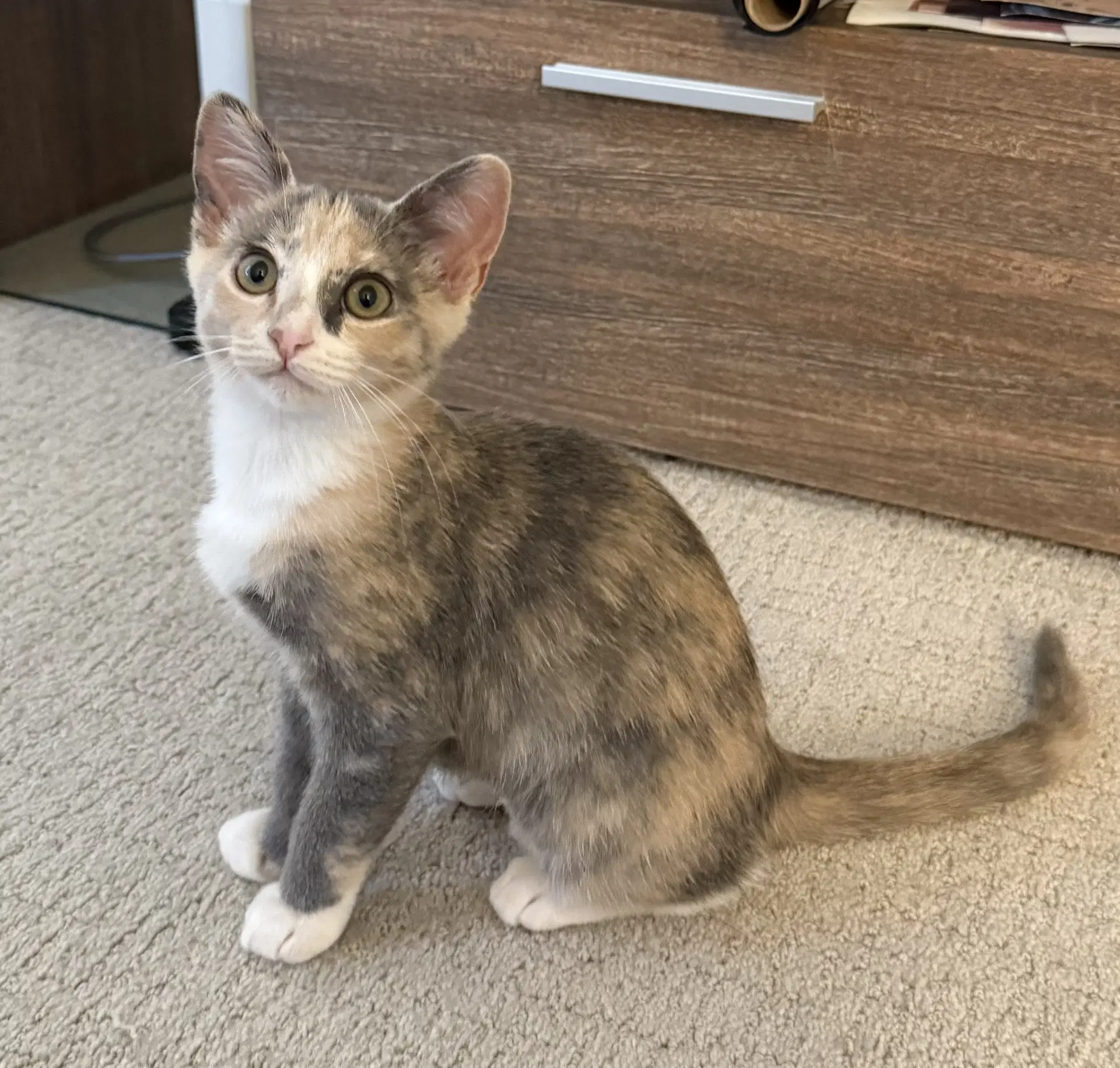 Winky - Female Kitten - Calico