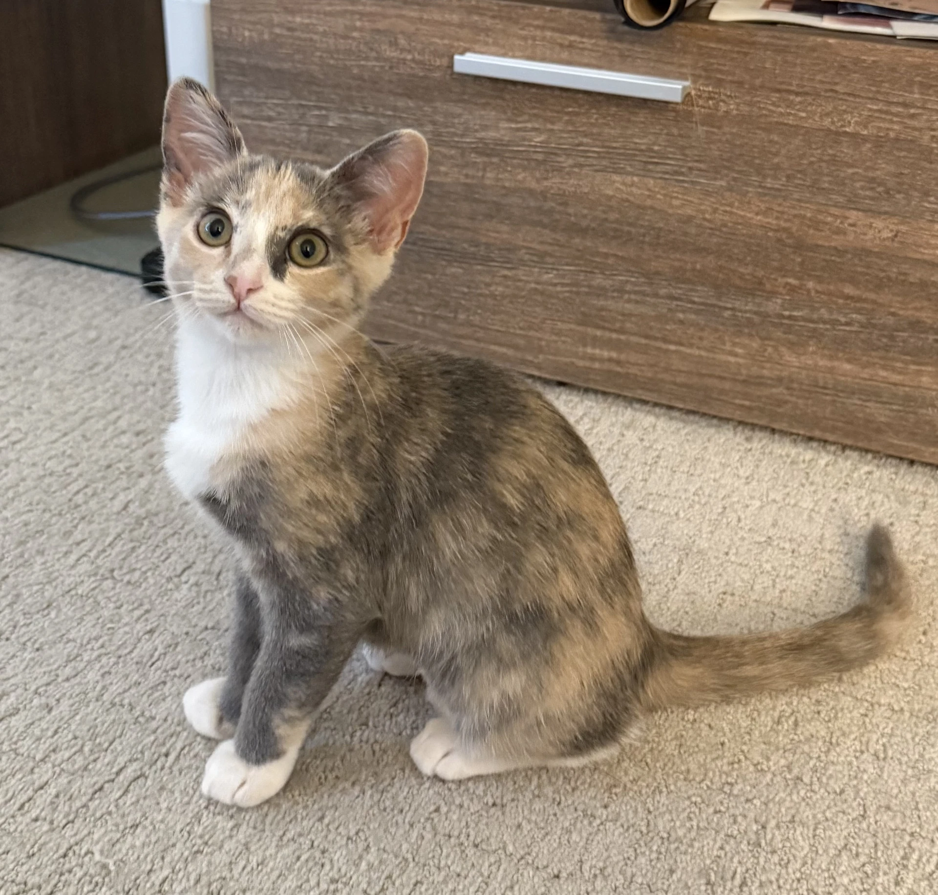 Winky - Female Kitten