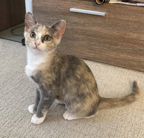 picture of the cat needing adoption