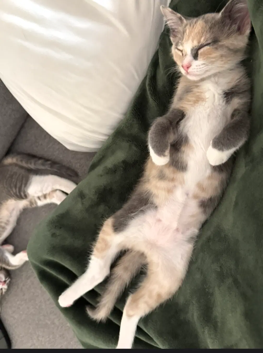 Winky - Female Kitten image 4