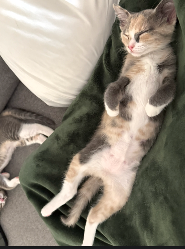 Winky - female kitten