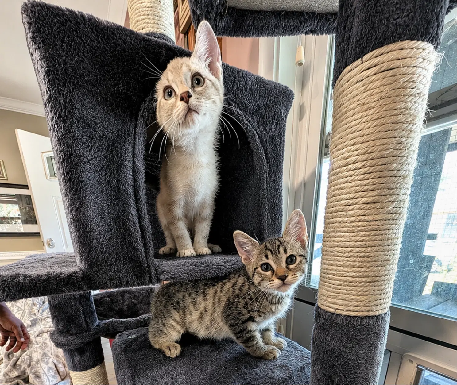 Biscuit  Gravy -Male Bonded Kittens - Siamese