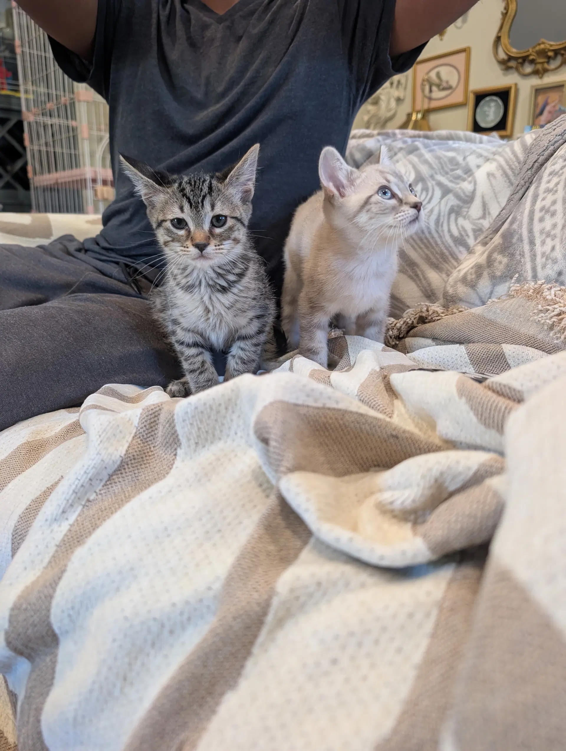 Biscuit  Gravy -Male Bonded Kittens image 2