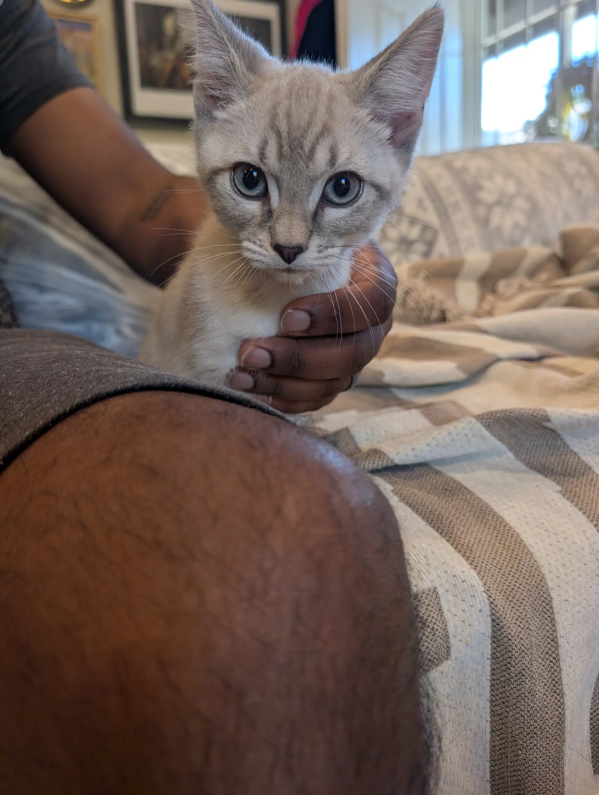 Biscuit  Gravy -Male Bonded Kittens image 3