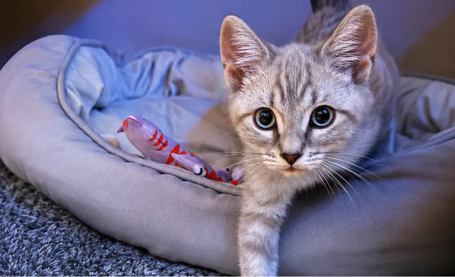 Biscuit  Gravy -Male Bonded Kittens image 4