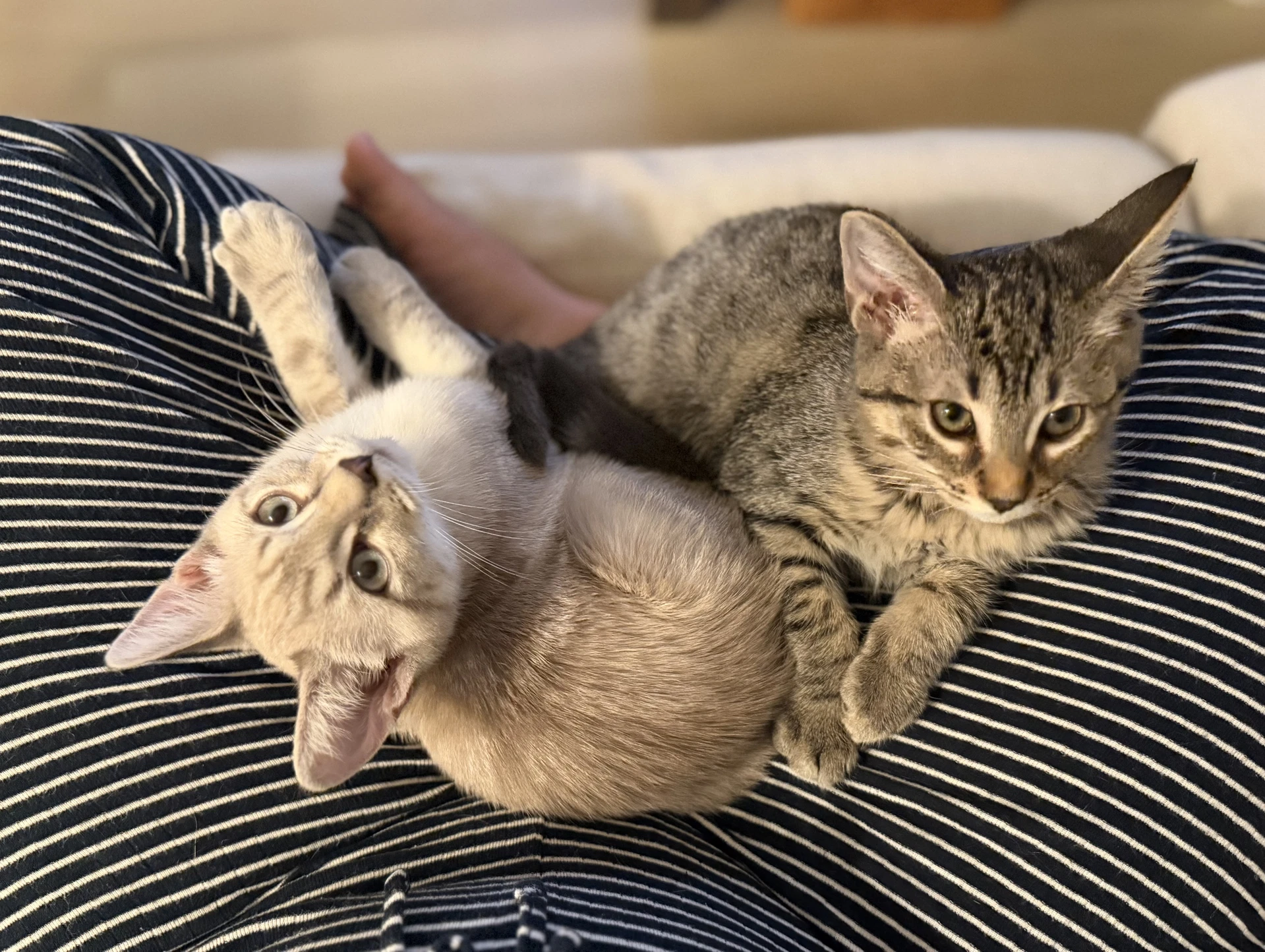 Biscuit  Gravy -Male Bonded Kittens