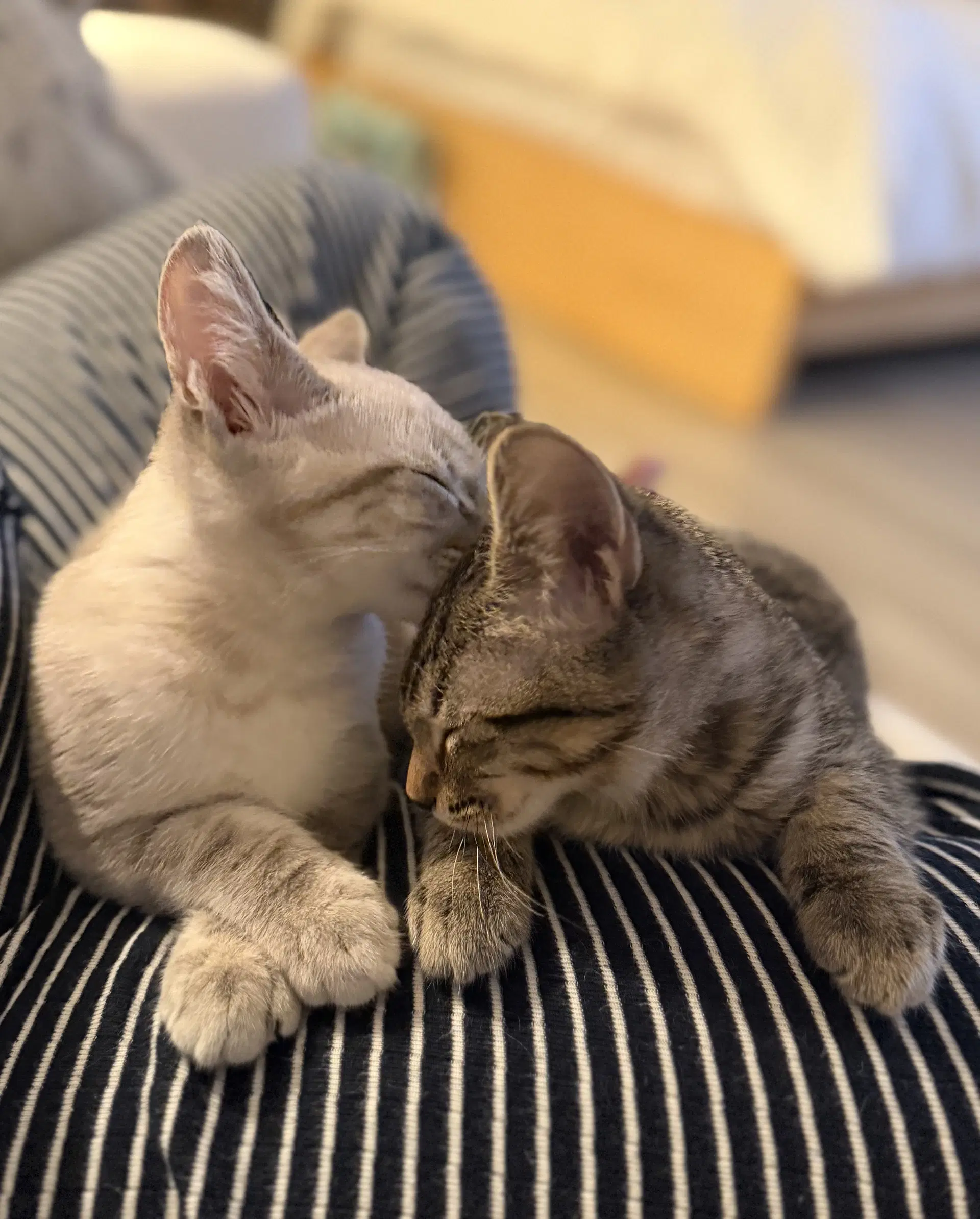 Biscuit  Gravy -Male Bonded Kittens image 2
