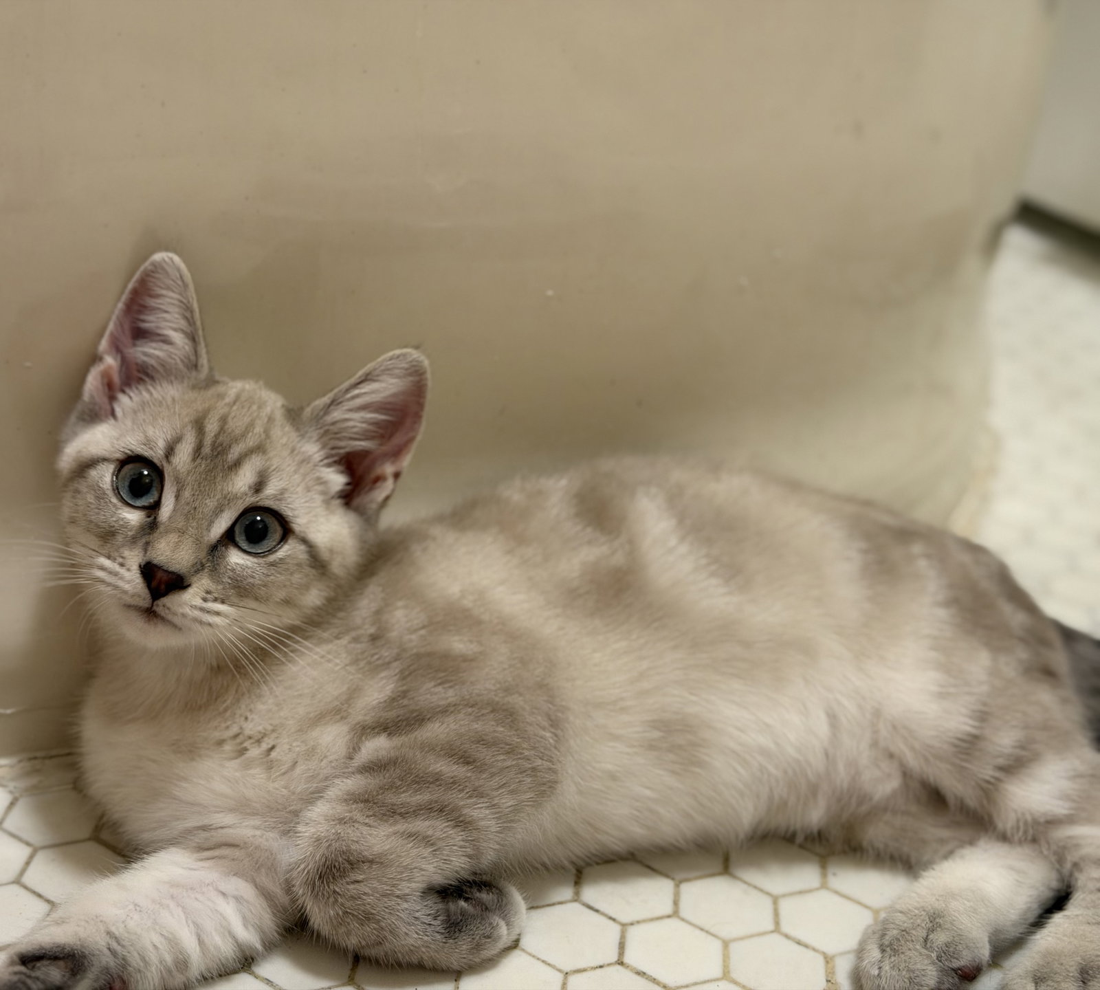 Biscuit & Gravy -male bonded kittens, photo 3