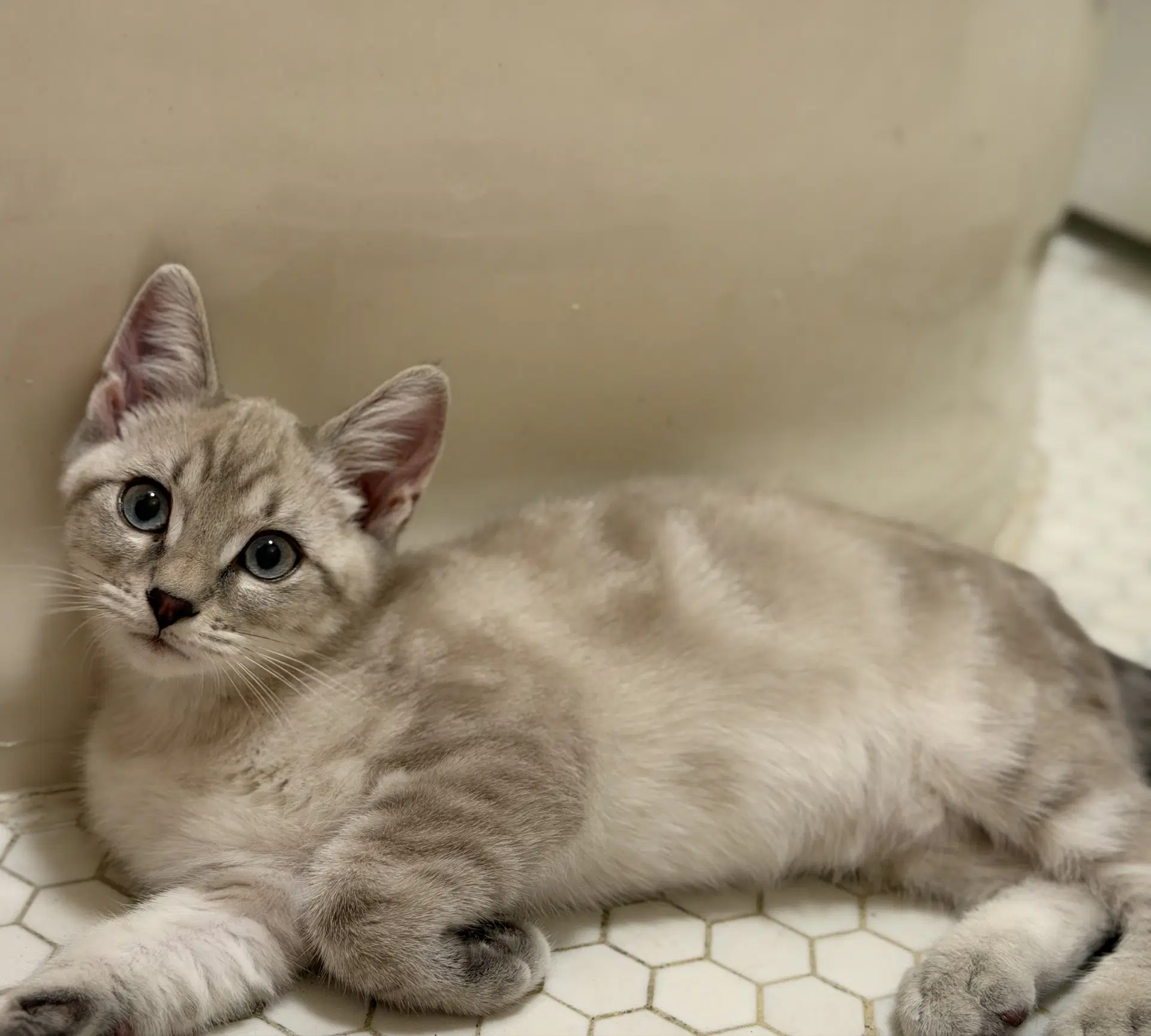 Biscuit  Gravy -Male Bonded Kittens image 3