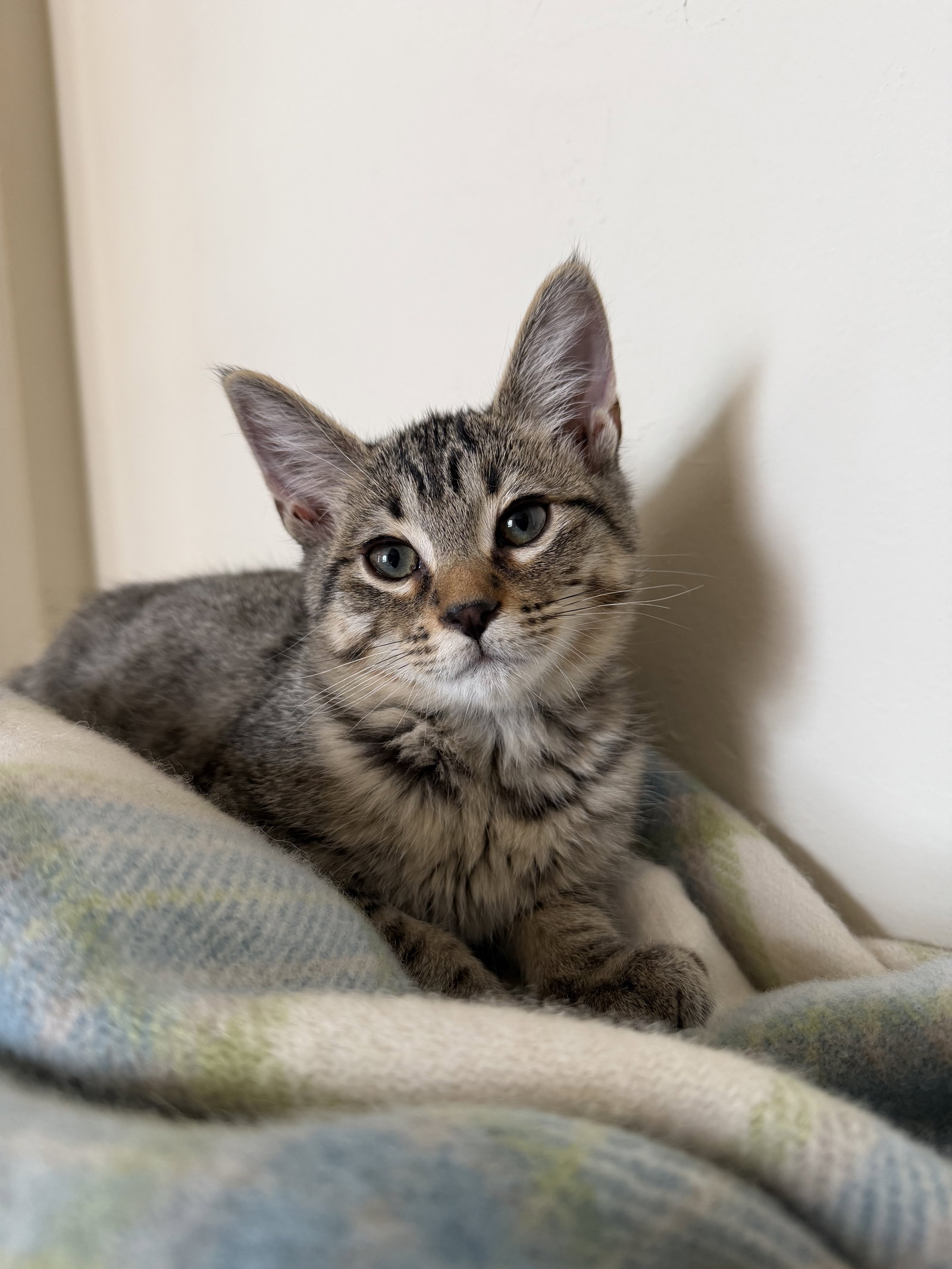 Biscuit & Gravy -male bonded kittens, photo 4