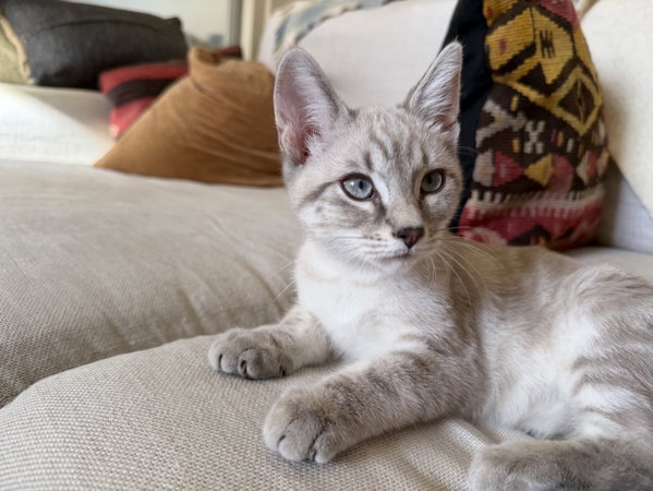 Biscuit & Gravy -male bonded kittens