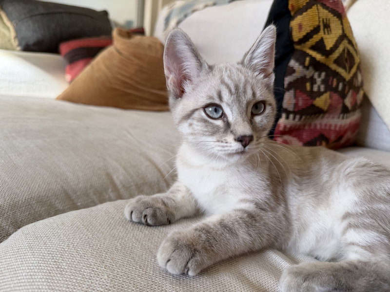 Biscuit & Gravy, photo 5