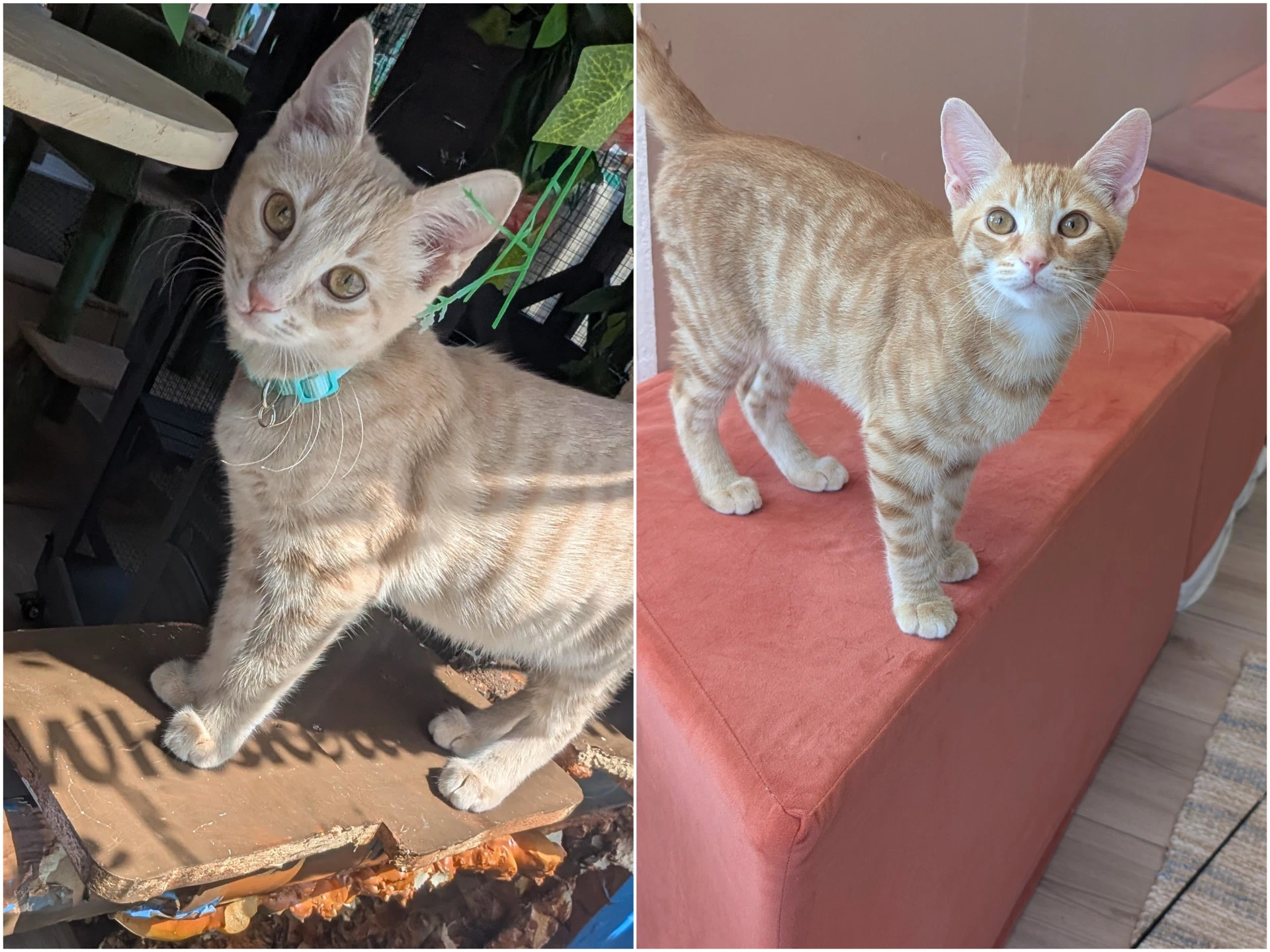 Champ  Calvin - Bonded Brothers