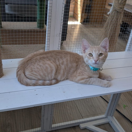 Photo 2 of Champ & Calvin - bonded brothers