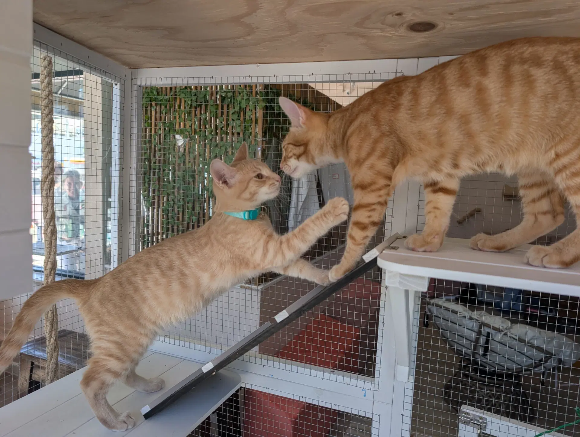 Champ  Calvin - Bonded Brothers image 4