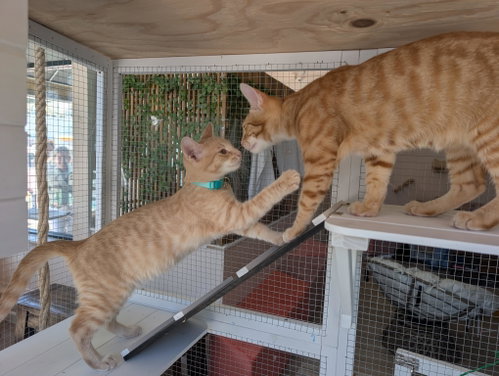 Photo 4 of Champ & Calvin - bonded brothers