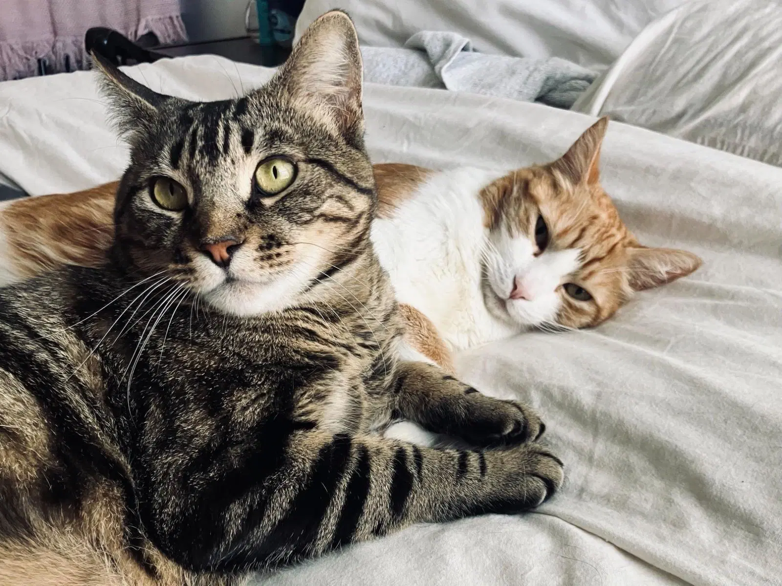 Toast  Butter - Bonded Pair - brown tabby