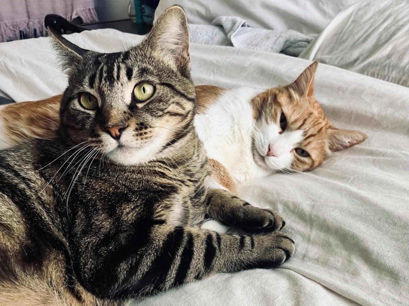 Toast  Butter - Bonded Pair