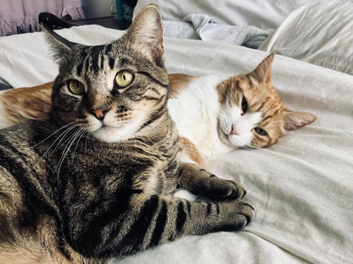 picture of the cat needing adoption