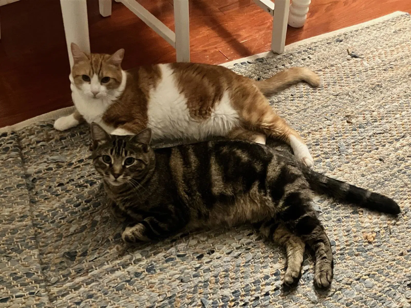 Toast  Butter - Bonded Pair image 2