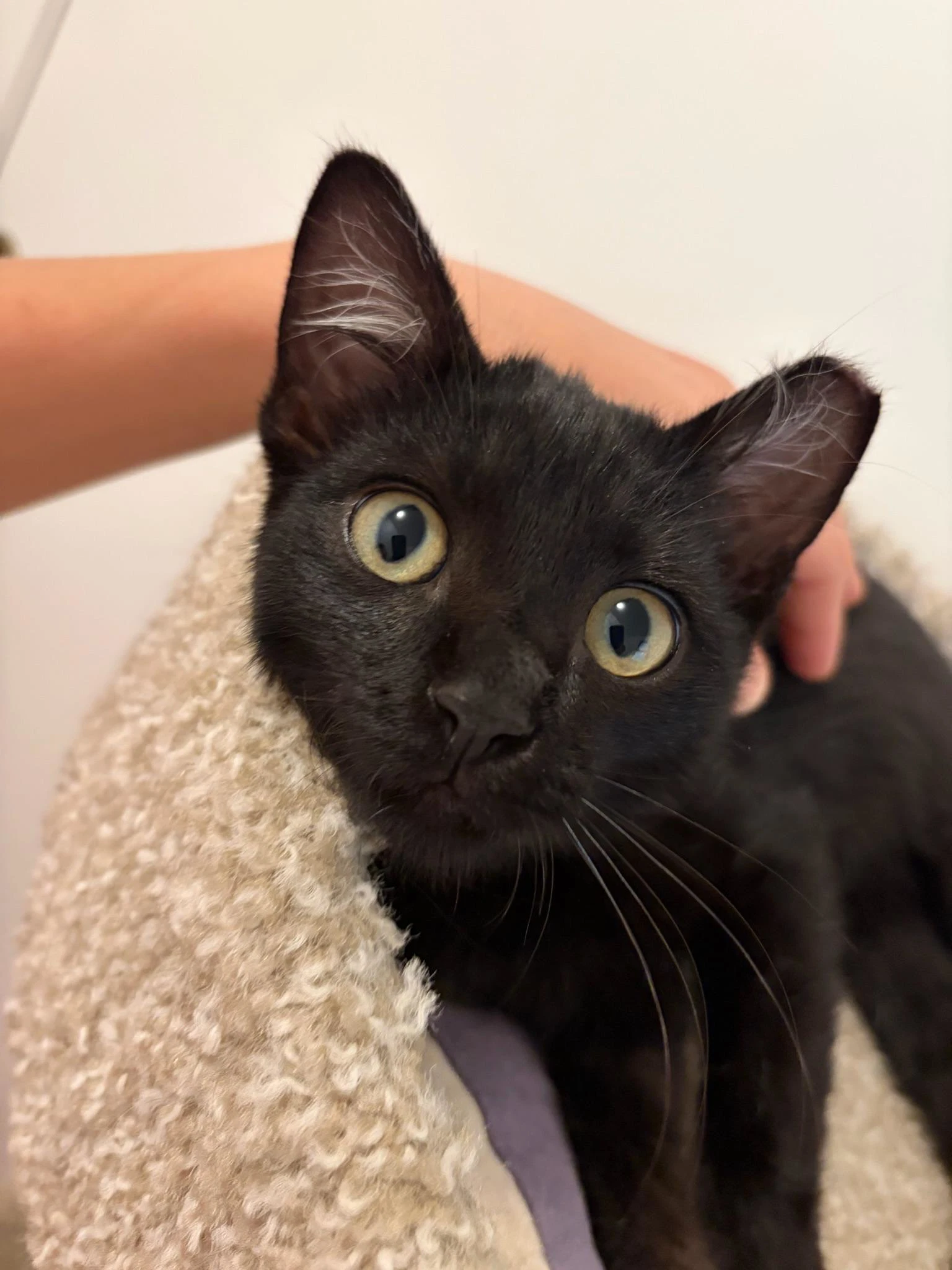 Bronson - Male Kitten
