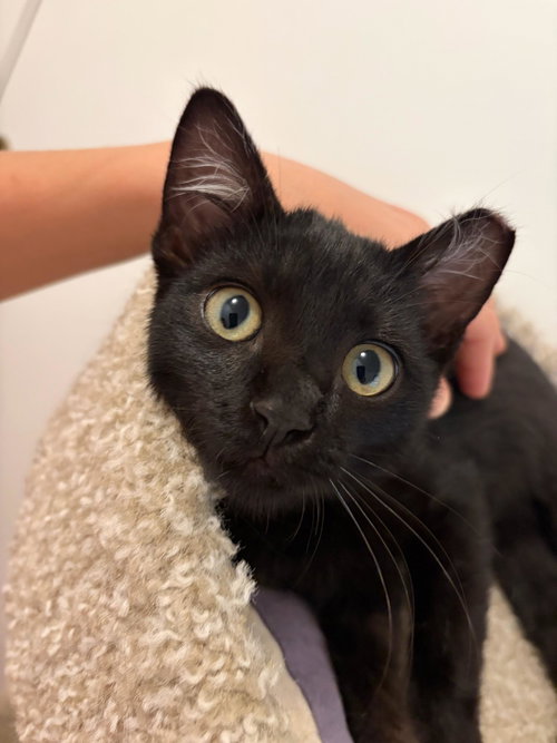 picture of the cat needing adoption