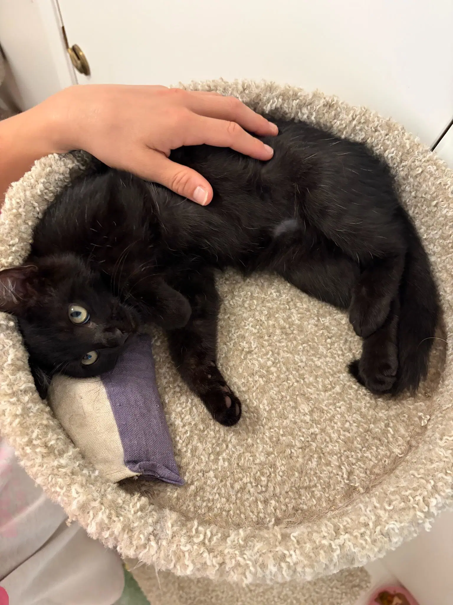 Bronson - Male Kitten image 2