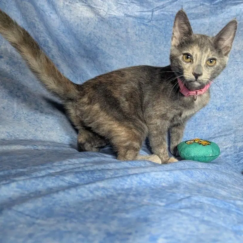 Valencia - Female Kitten image 3