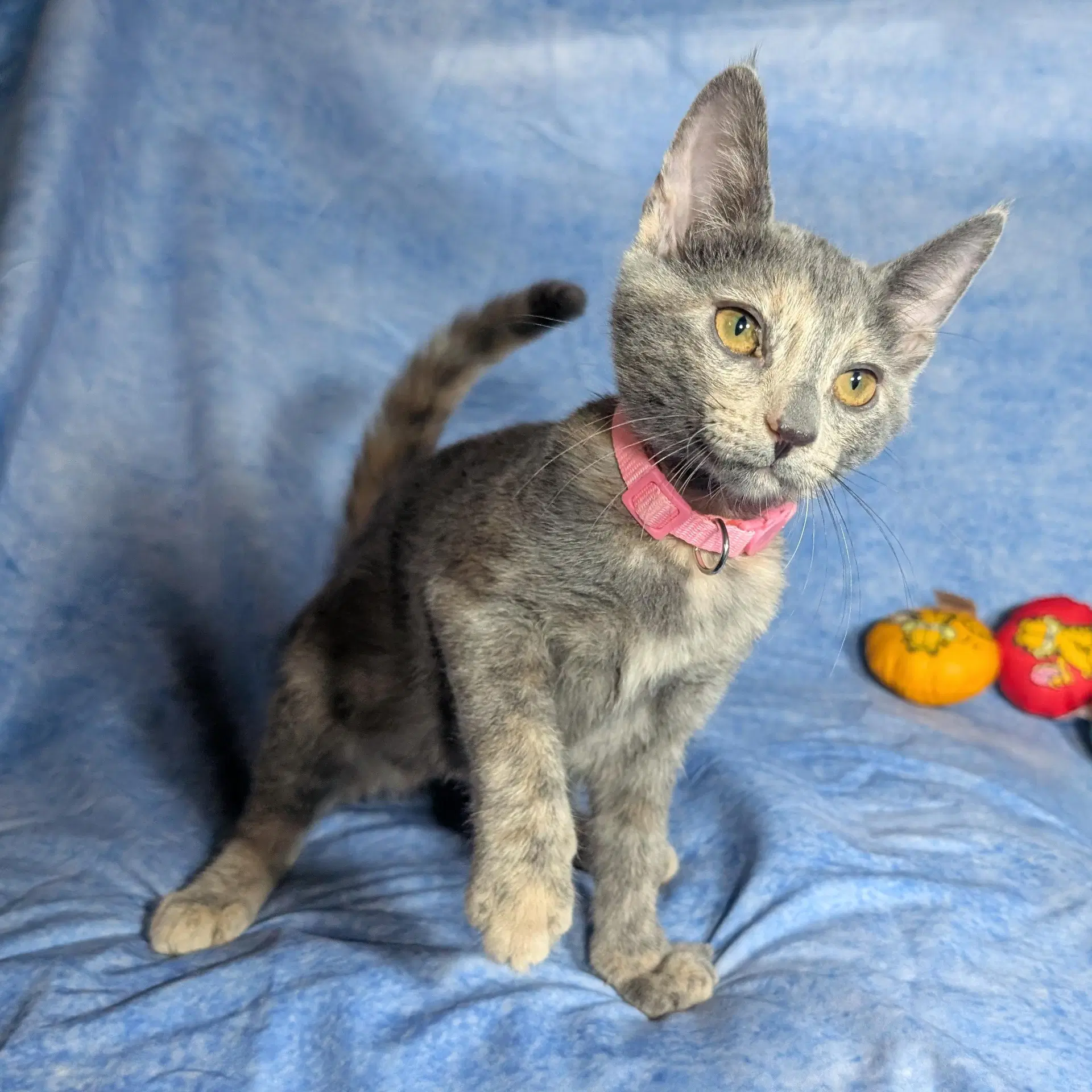 Valencia - Female Kitten image 2