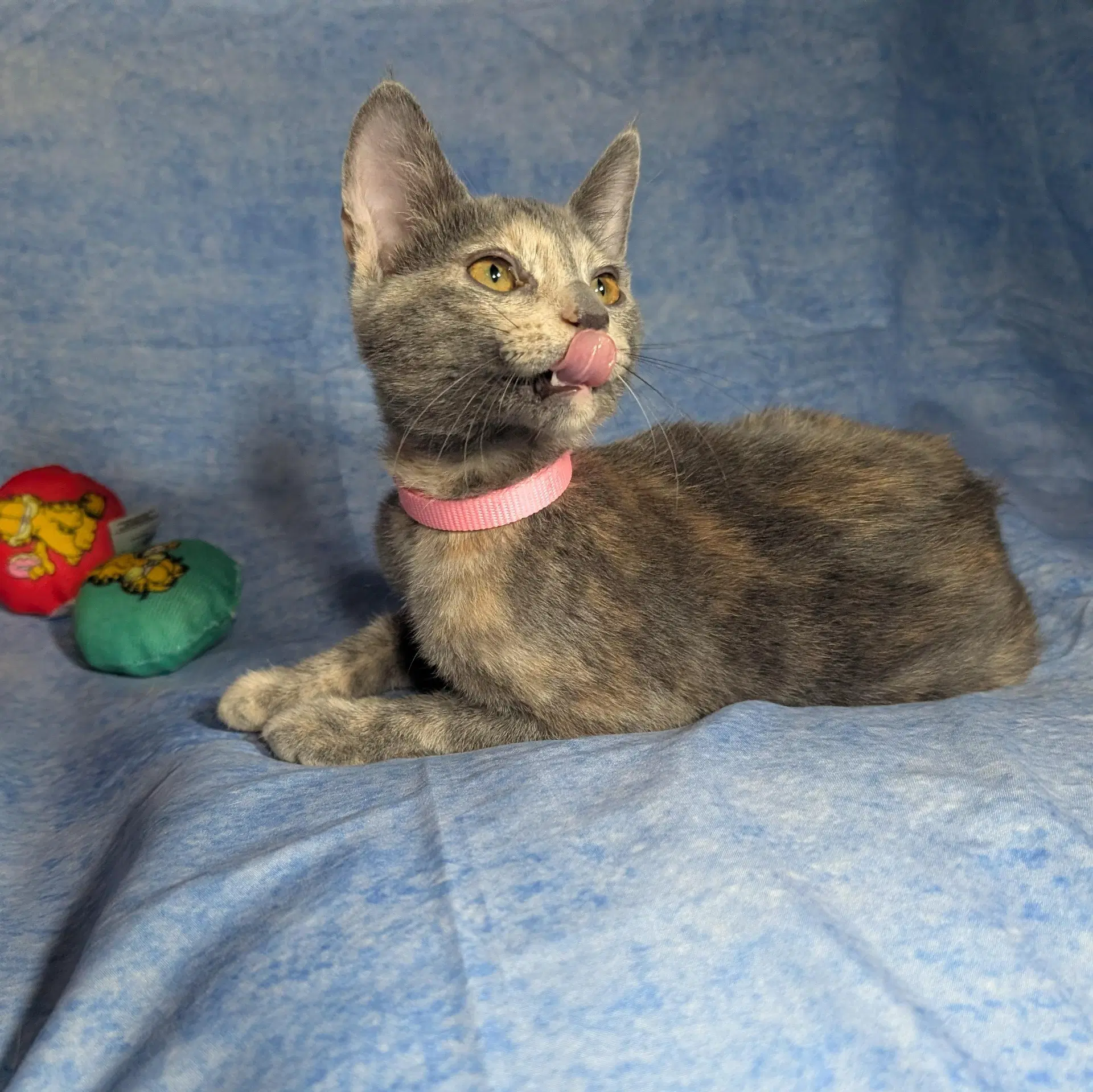 Valencia - Female Kitten image 4