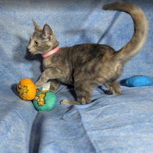 Valencia - female kitten