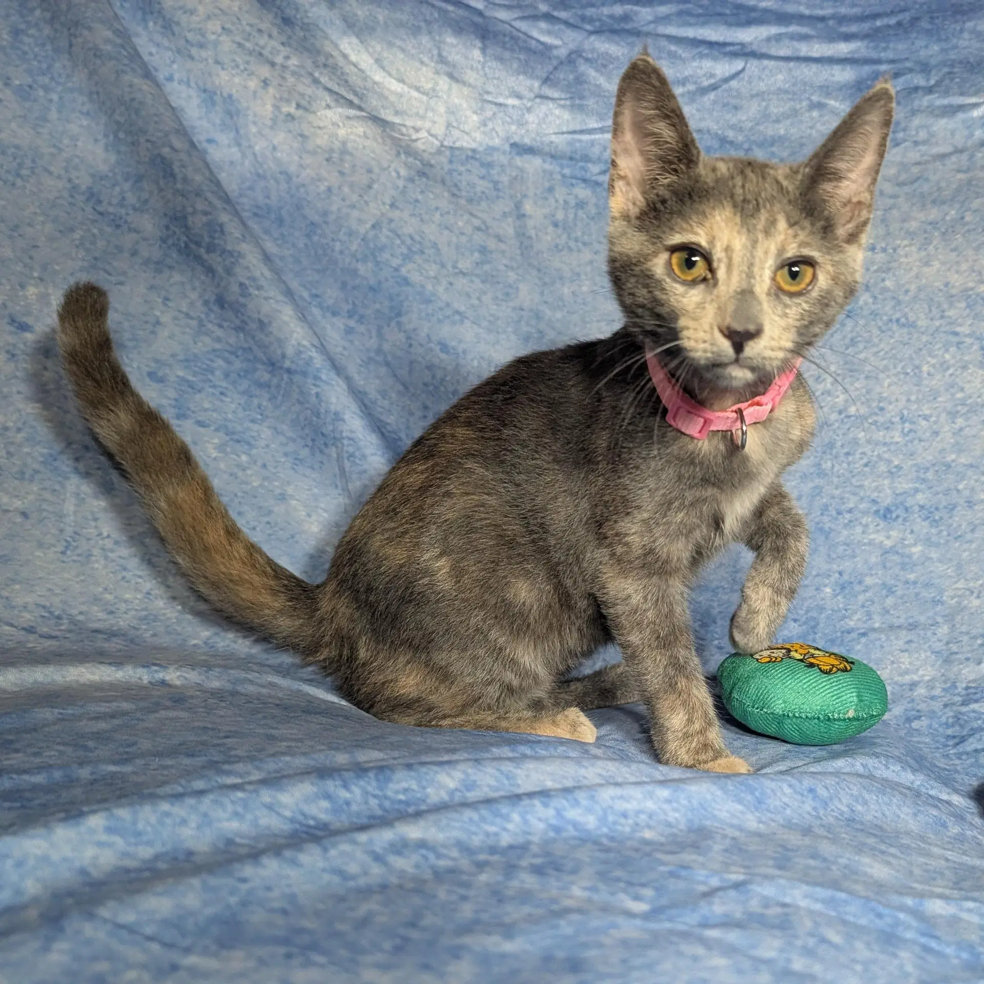 Valencia - Female Kitten - Domestic Short Hair
