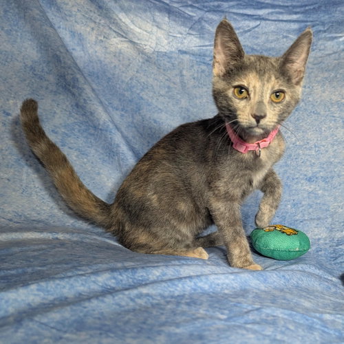 picture of the cat needing adoption
