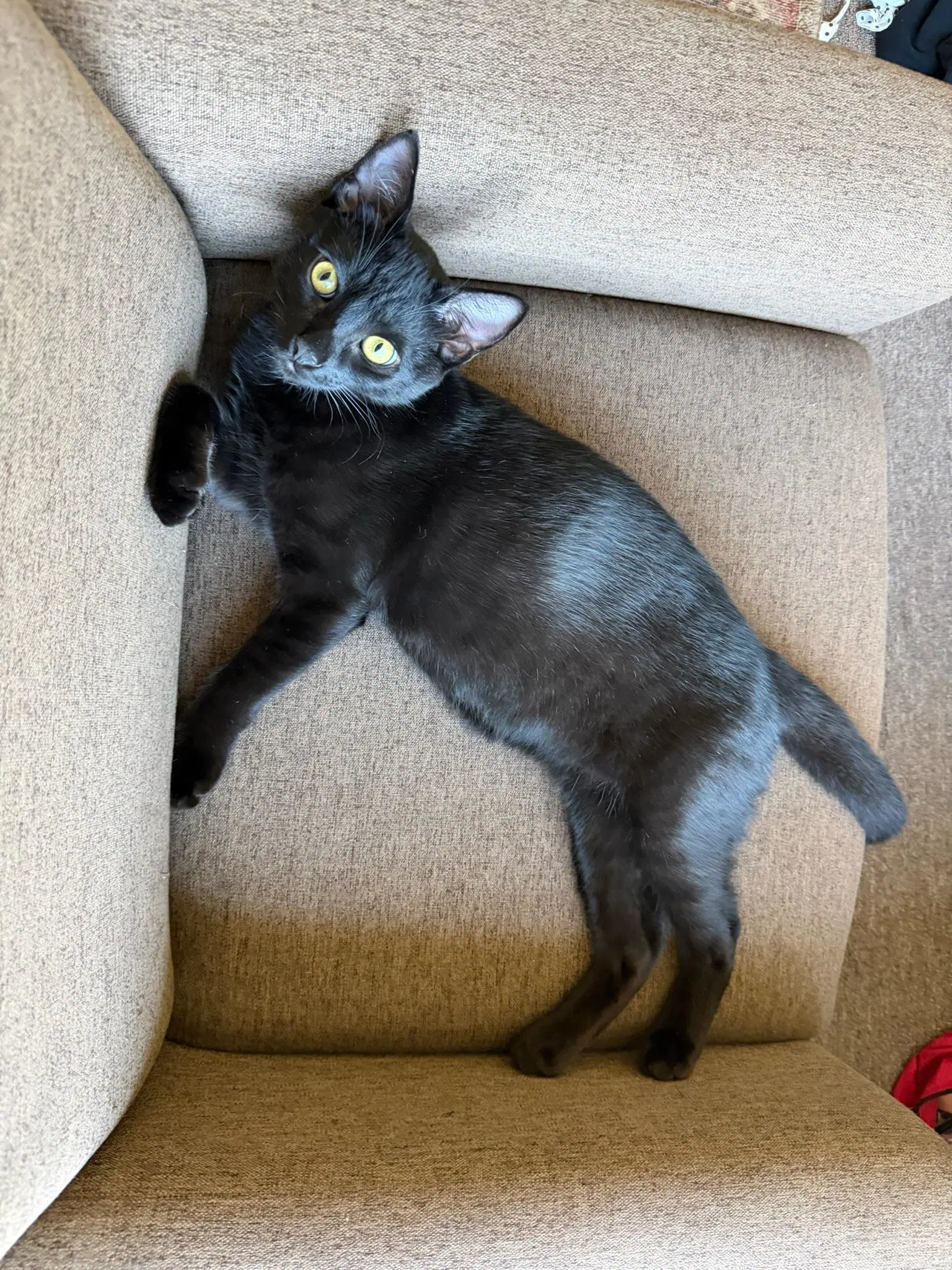 Embry - Teen Kitten - Domestic Short Hair