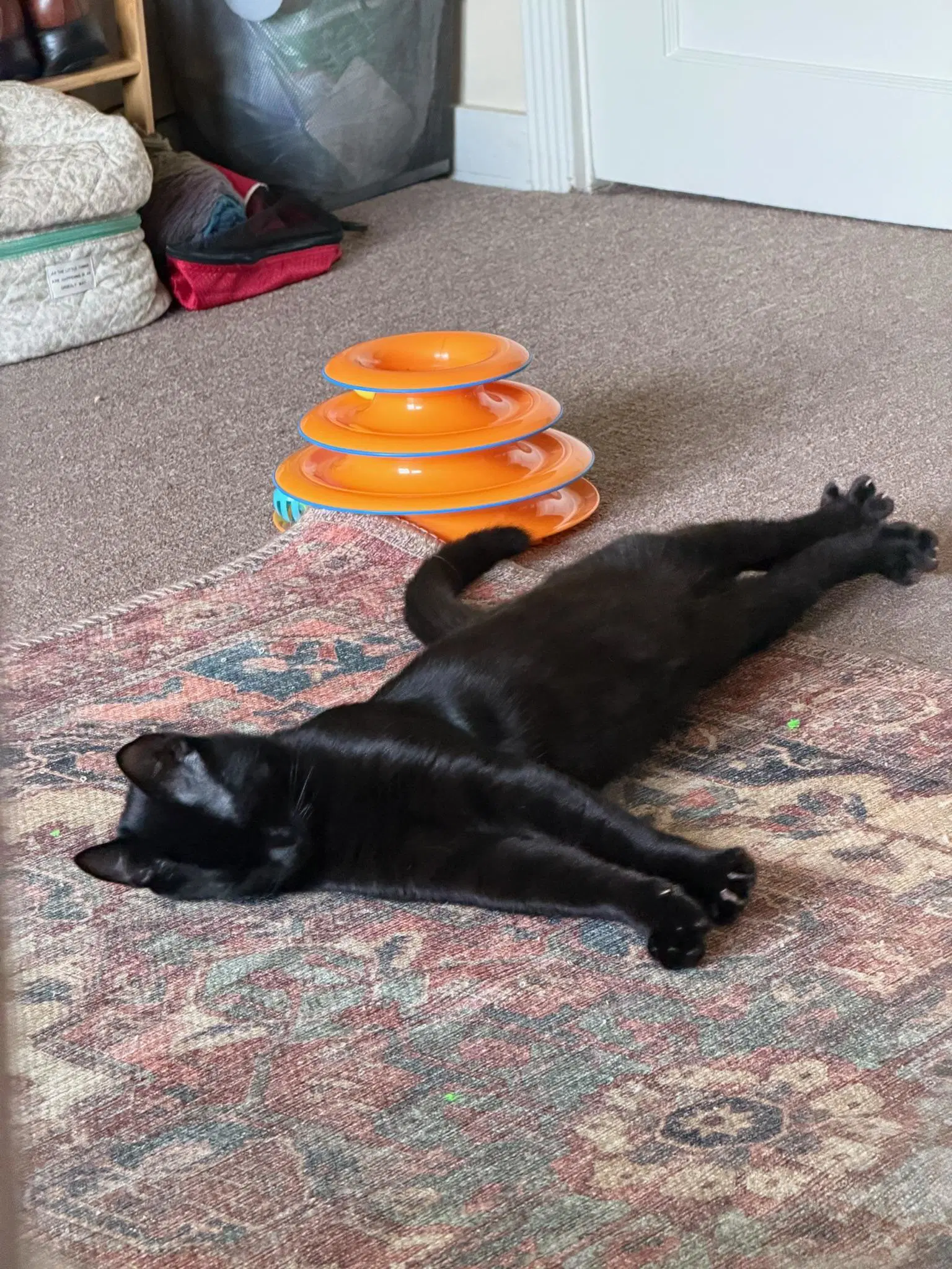 Embry - Teen Kitten image 2