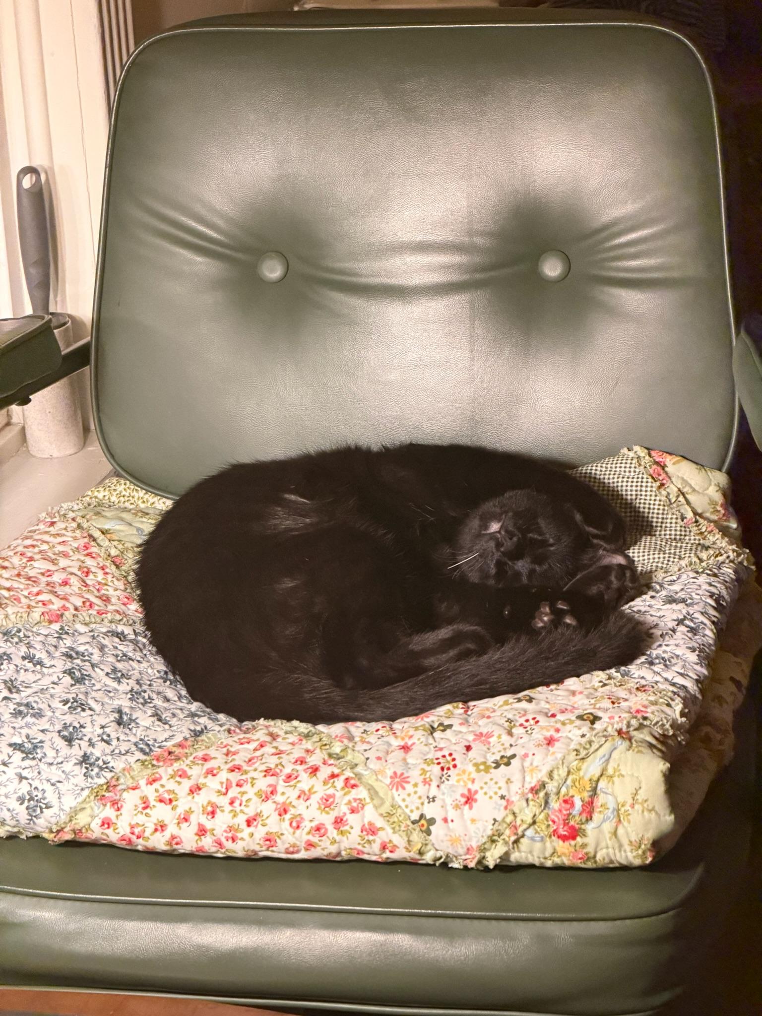 Embry - teen kitten, photo 3