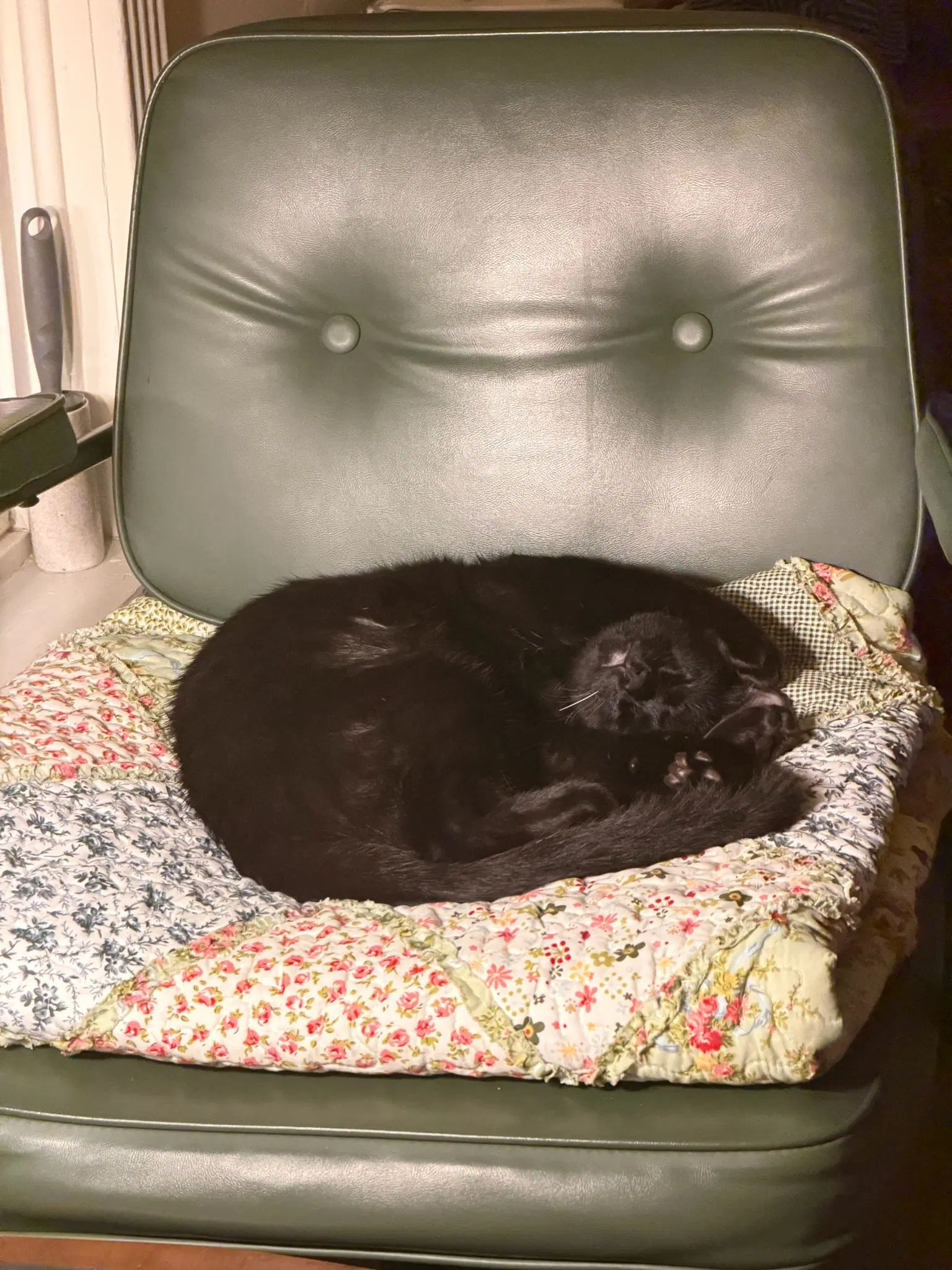 Embry - Teen Kitten image 3