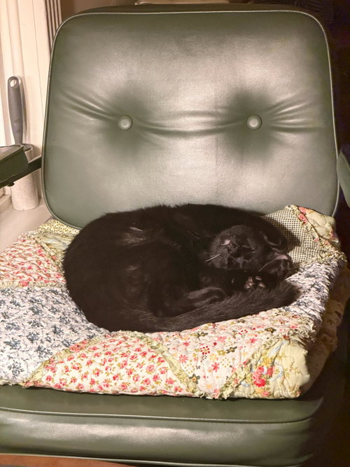 Photo 3 of Embry - teen kitten