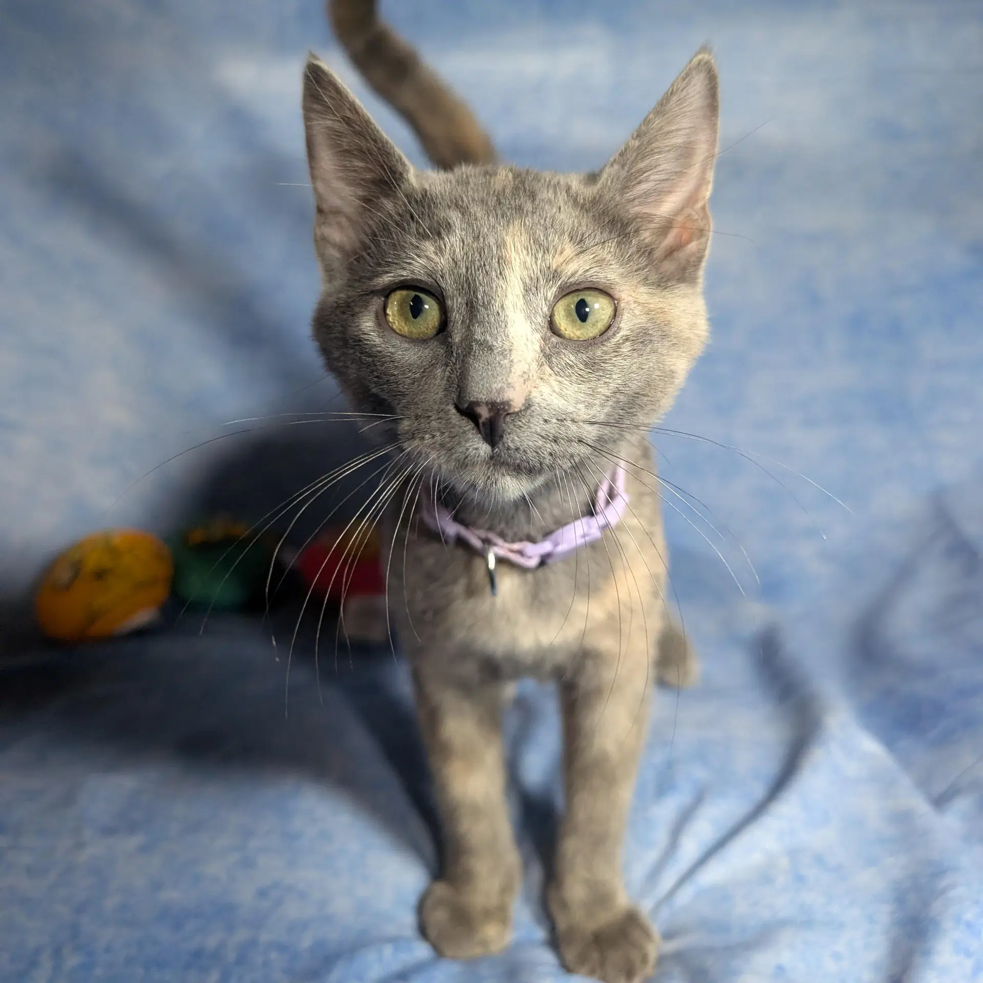 Marbella - Female Kitten - Dilute Tortoiseshell