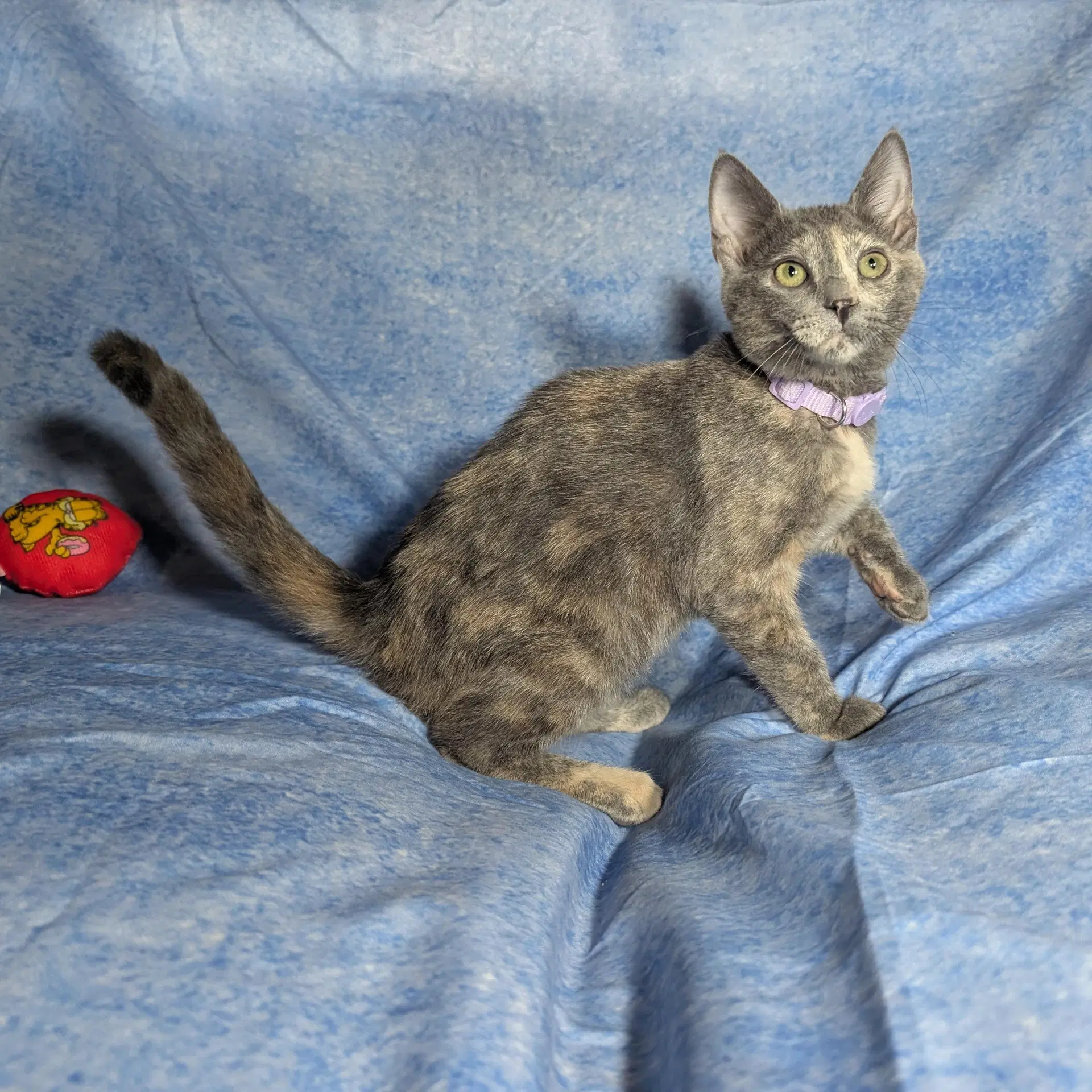 Marbella - Female Kitten image 2