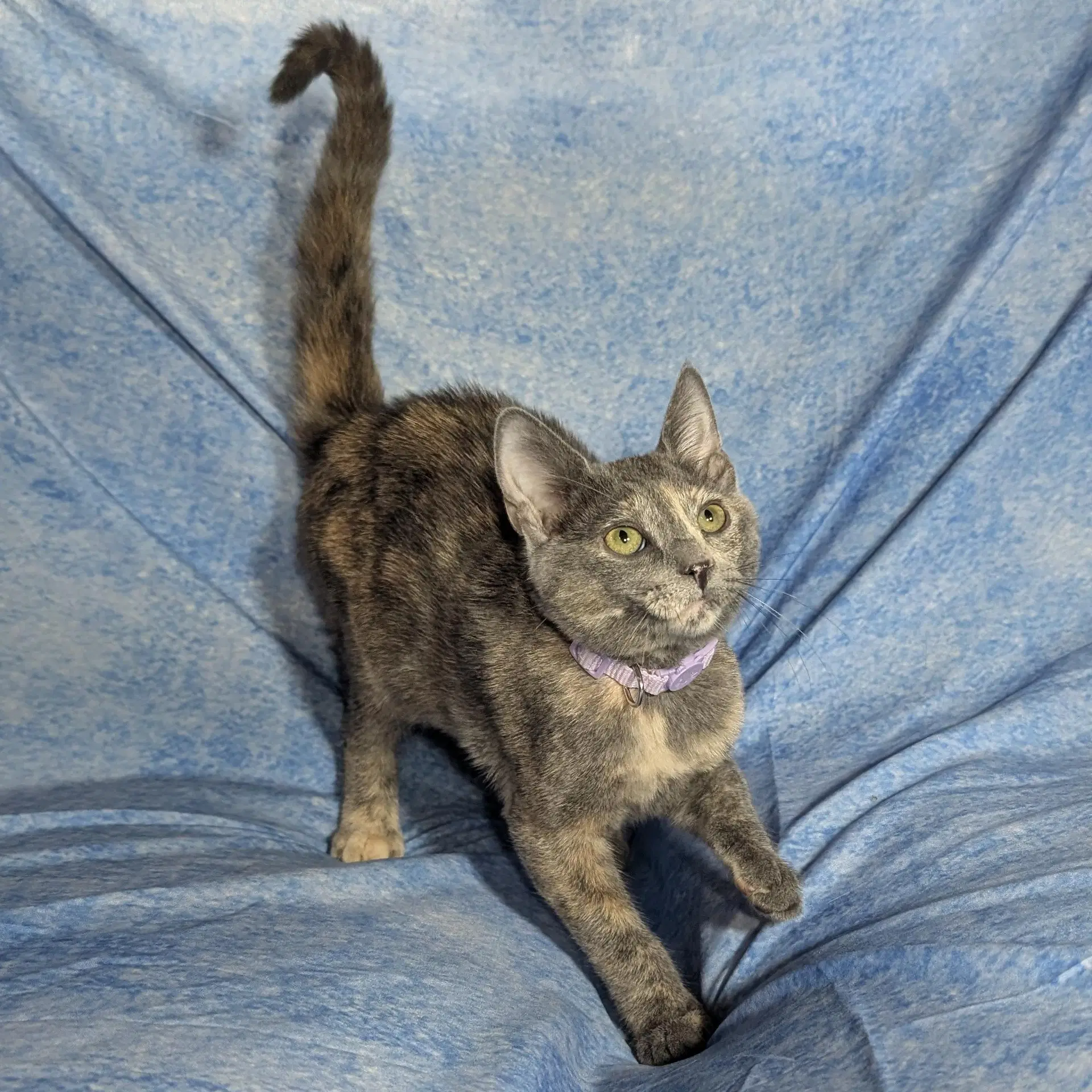 Marbella - Female Kitten image 3